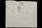 Cretaceous Fossil Shrimp - Lebanon #74533-1